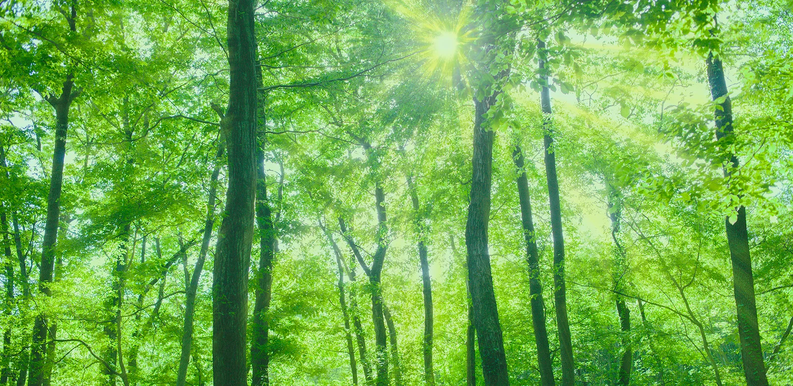 温熱電子自然還元浴 木の花